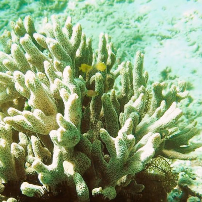 Sango Meereskoralle: natürliche Mineralien Sango Meereskoralle als natürliche Mineralstoffquelle