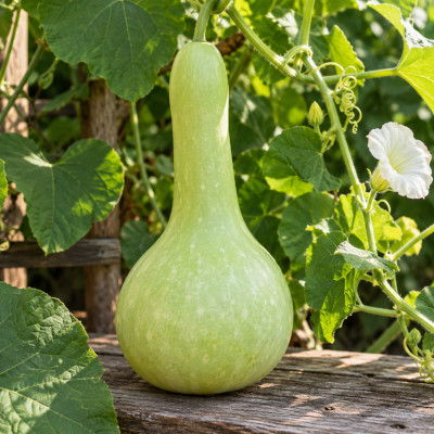 Flaschenkürbis
